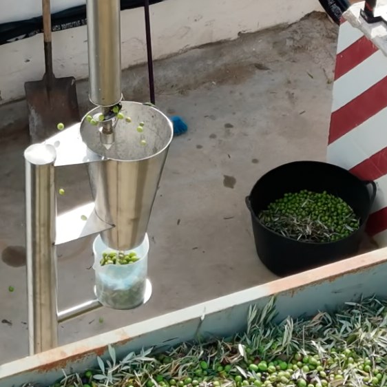 Descarga real de una muestra de aceituna